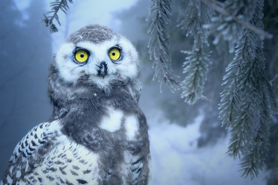 owl, snow, snow owl, bird, eyes, yellow, close up, plumage, feathers, night bird, nature, yellow eyes, beak, nocturnal, animal, winter, owl, owl, owl, owl, snow, snow, bird, winter, winter, winter, winter, winter
